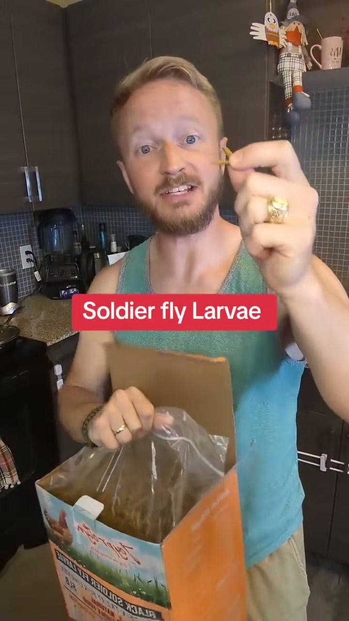 Serving dried black soldier fly larvae as a poultry treat